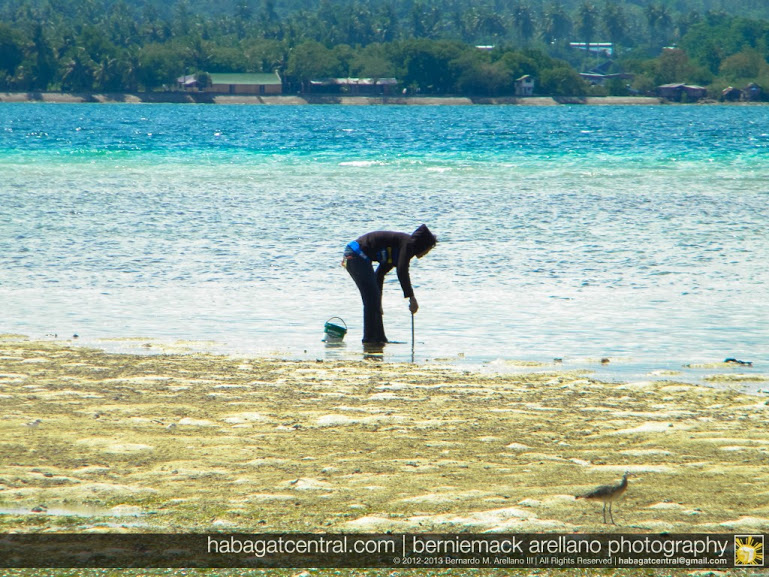 Local collecting sigay shells