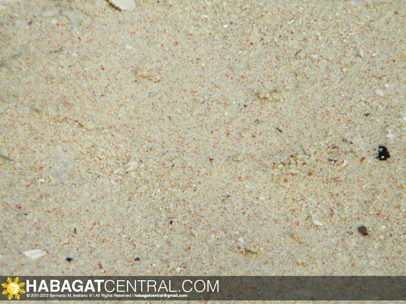 Specks of Pink Sand among the white sand beach