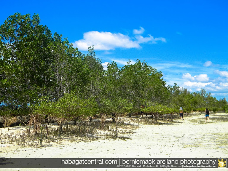 The mangrove forest of Vanishing Island