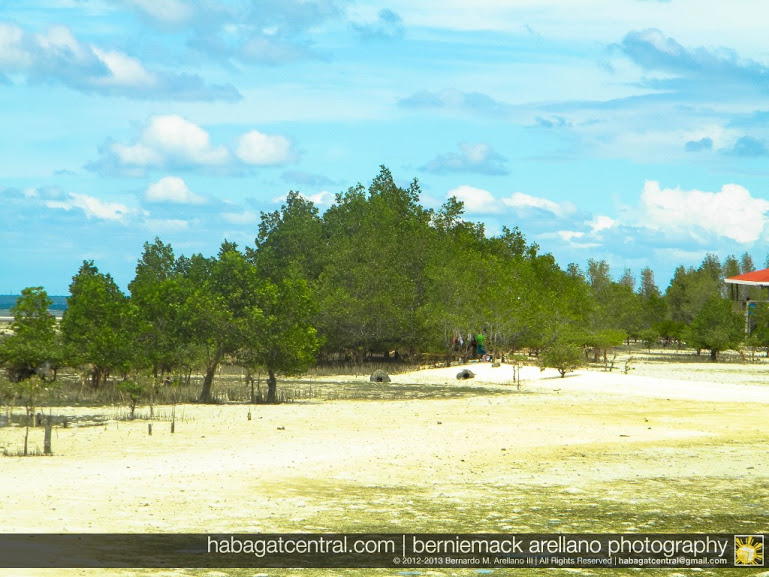 Mangrove trees on Vanishing Island