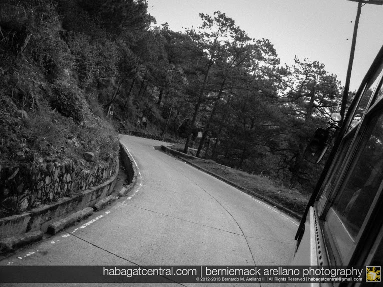 Winding through pine forests