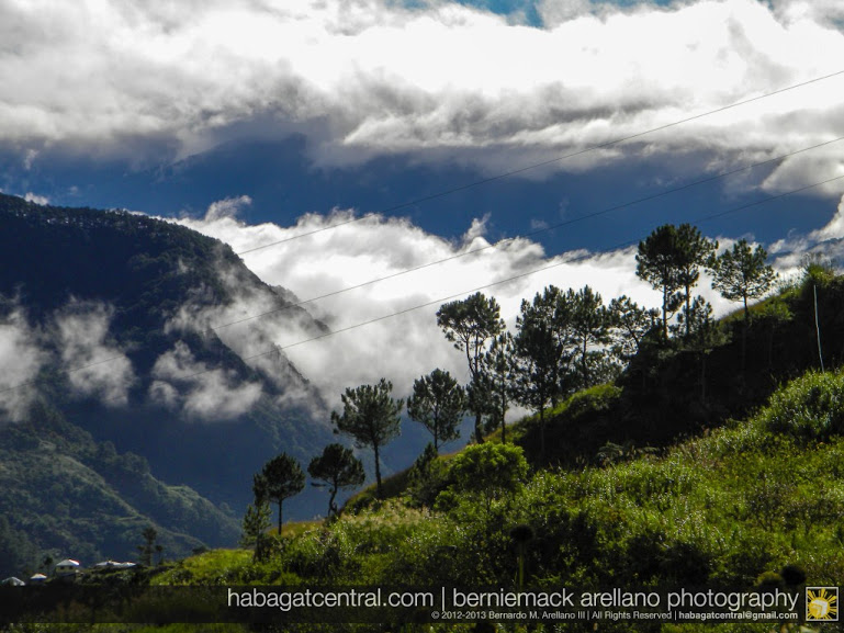 The pine trees and the mountains