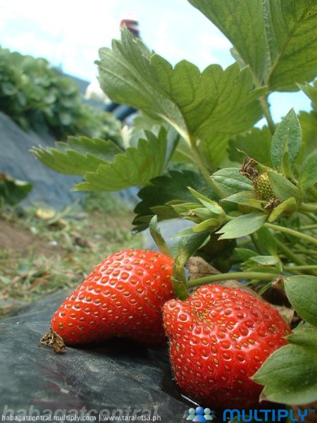 La Trinidad Strawberries