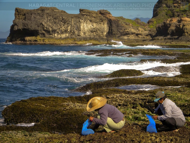 Harvesters and coast